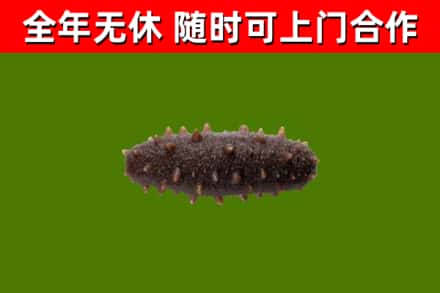 济阳回收海参干